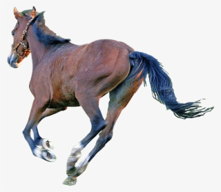 Caballo - Sorrel