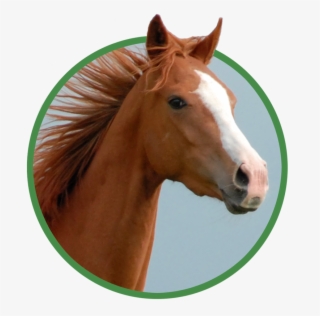 Pienso Ecológico Camellos - Sorrel