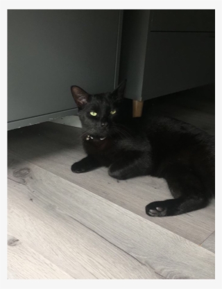 Felix Is Missing - Black Cat