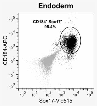 190204 Trilineage Bihi002a Afh Endoderm - Circle