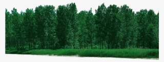 Forest Free Download Png - Psd File