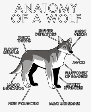 Anatomy Of A Wolf - Anatomy Of A Furry