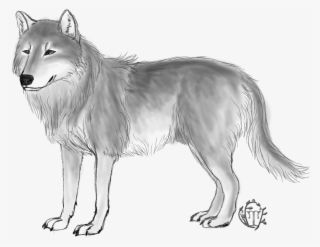 Wolf - Czechoslovakian Wolfdog