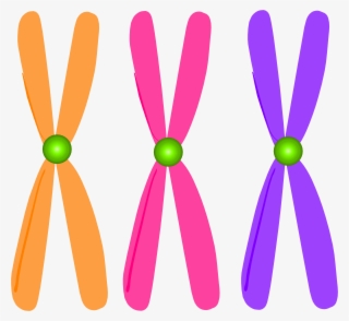 chromosomes clip art - clip art chromosomes png
