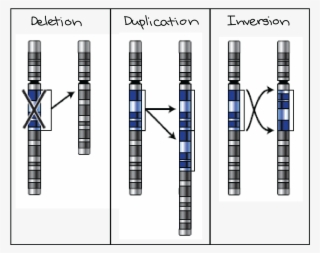 Diagram Schematically Representing A Deletion, Duplication, - Mutation