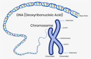 The Chromosomes, And Therefore Genes, Are Made Up Of - Parts Of A Chromosome