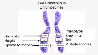 Two Homologous Chromosomes Illustrating Alleles For - Multiple Alleles On Chromosome