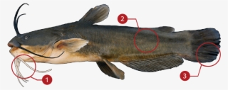 How To Identify A Yellow Bullhead - Mangoor Fish Png