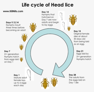 Life Cycle Of Head Lice - Do Lice Lay Eggs