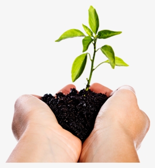 Image Of Hands Holding A Seedling - Manos Con Tierra Png