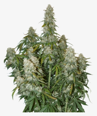 Big Bud Marijuana Seeds - Big Bud Seed Stockers
