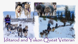 Both Are Equally As Beautiful And Fun Lots Of Opportunities - Canadian Eskimo Dog