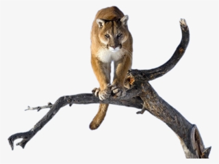 Puma On A Tree - Wild Cats
