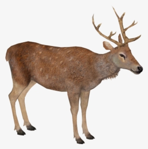 Barbary Deer M - Wiki