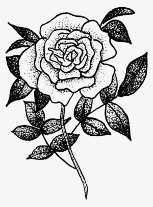 Rose - Sketch Of Flora And Fauna