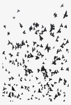 Tumblr Meoqp3sftw1rgpyeqo1 500 - Twenty One Pilots Isle Of Flightless Birds Quote