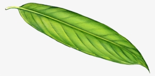 Long Leaf Png - Long Leaf
