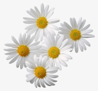 6 2 Flowers Png - Chamomile Png