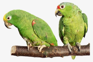Green Parrot Png