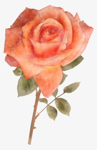 Watercolor Pink Rose Flower For Free - Floribunda