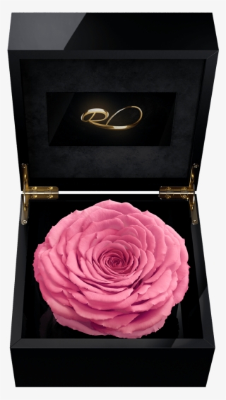Luxury Video Flower Box Magna With A Xl Preserved Pink - Rose