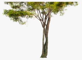 Save - Tree Hd Png