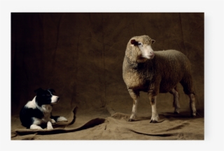 Photographs - Sheep