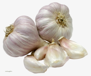 Chesn035 - Garlic Indian
