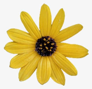 Download Cliparts And Objects In Full Resolution Please - Yellow Flower For Photoshop