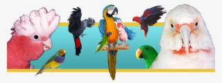 Pet Bird Banner