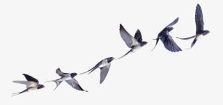 Flight Flock Of Birds Swallow Bird Barn Clipart - Barn Swallow Tattoo