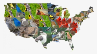 State Birds Of The Contiguous U - United States Of America