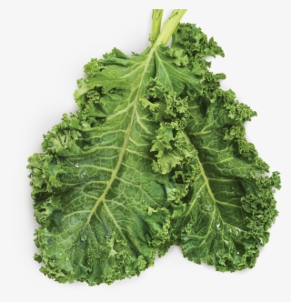 Beneful Superfood Dry Dog Food Kale Ingredient