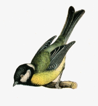 Fairy Bird Png Clipart - Vintage Bird Illustration