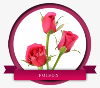 Indian Fresh Flower Grower And Exporters In Europe - Poison Rose Variety