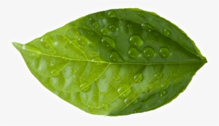 Leaf - Dew