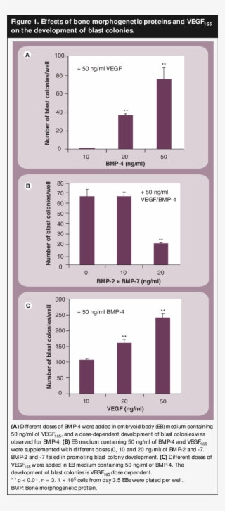 Effects Of Bone Morphogenetic Proteins And Vegf 165 - Diagram