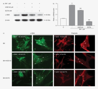 Effect Of Bradykinin On Myofibroblast Differentiation - F Actin A Sma
