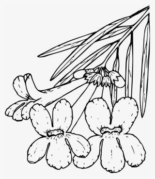 This Free Icons Png Design Of Desert Willow