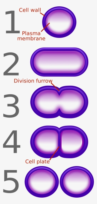 Open - Diagram Of Binary Fission In Bacteria