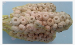 Củ Tỏi - Stony Coral