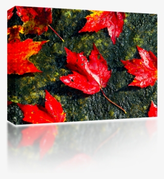 Fall Foliage - Maple Leaf