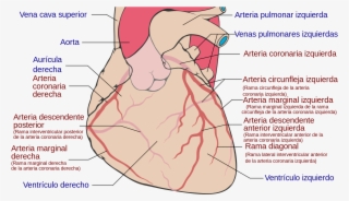 Coronary Arteries