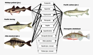 Scheme Of Trophic Relations Of Mass Species Fishes - Coregonus Lavaretus