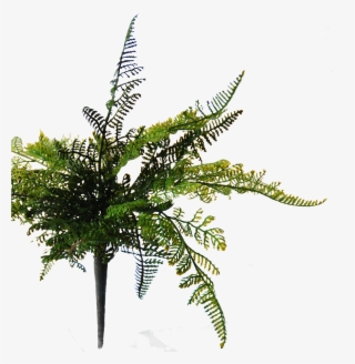 Flowerdutchess Fern - Cypress Family