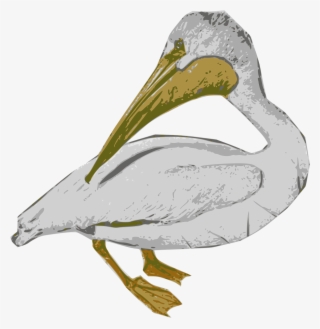 Big Image - White Pelican