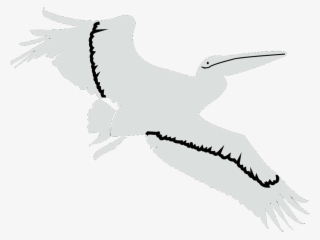 Flying Pelican - White Stork