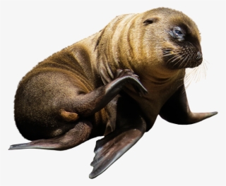 Sea Lion Png - Lobo De Mar Png