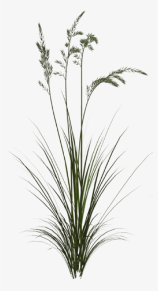 Free Png Download Sweet Grass Png Images Background - Png Tall Grass Texture