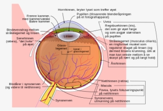 Schematic Diagram Of The Human Eye No - Eye Globe